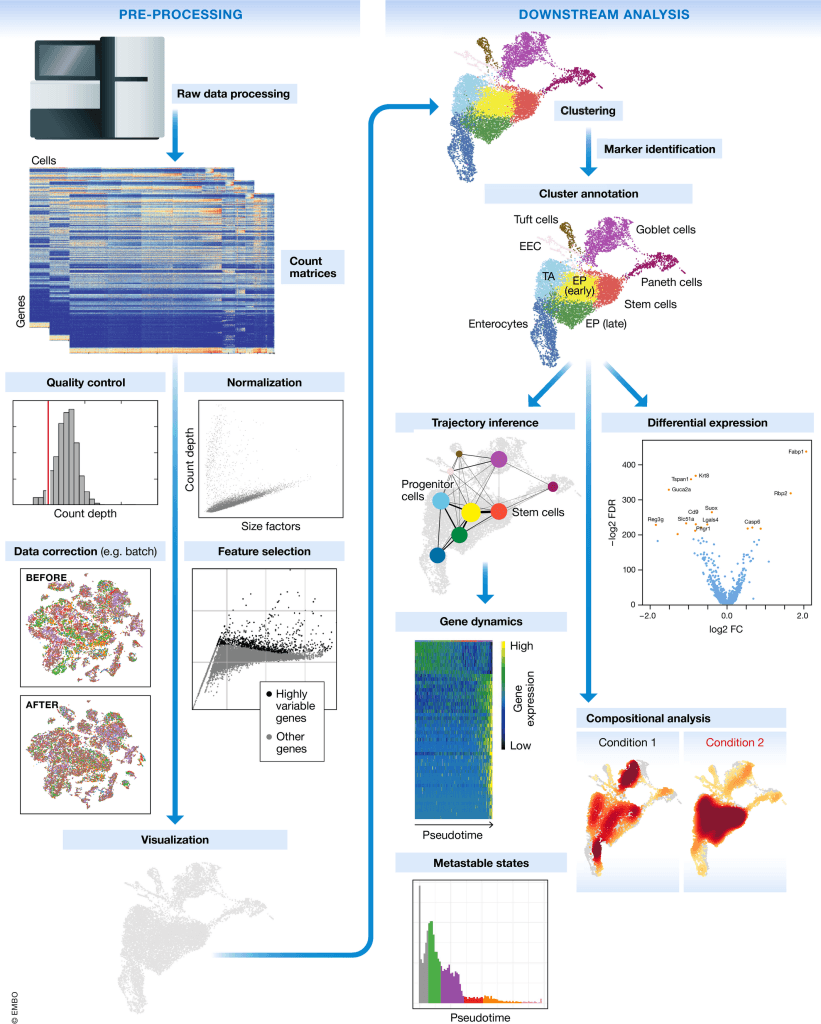 scRNA-seq