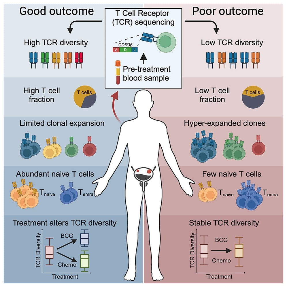 گیرنده‌های سلول T