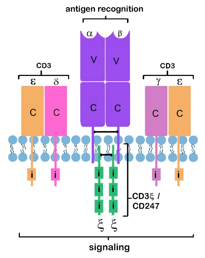 گیرنده‌های سلول T