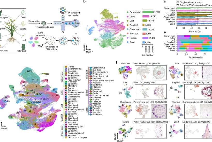 آنالیز سینگل‌سل
